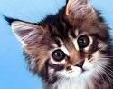 60% .. nu prea sunt fascinata ......
cat la % iti place site-ul  ??
dar , iata pentru iubitorii de